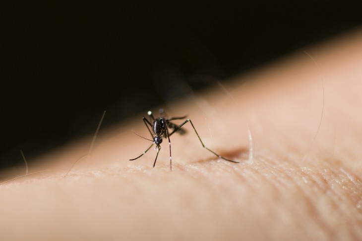 Mosquito Control Services in Salem SC