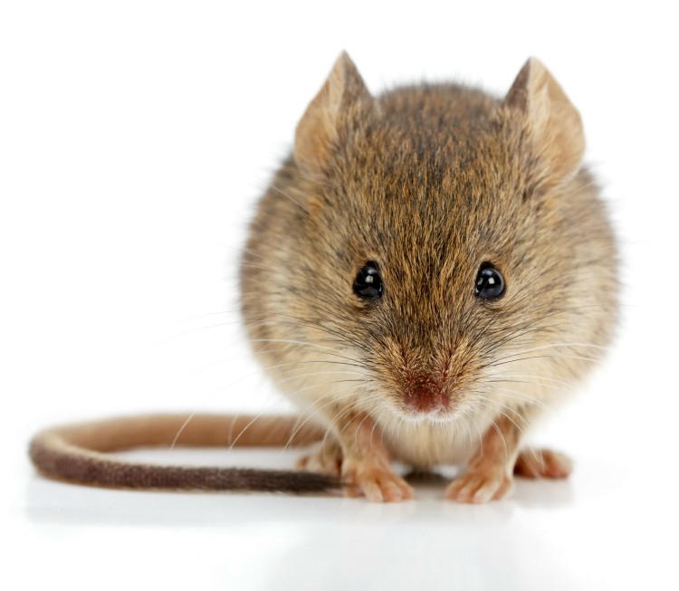 Rodent Control Service in Salem SC