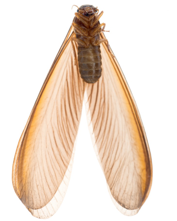Termite Services in Salem SC